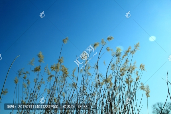 蘆葦