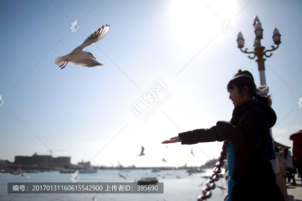 海鷗喂食