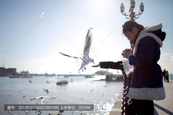 棧橋的海鷗