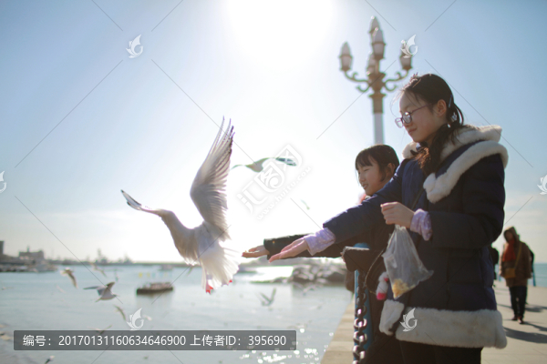 喂食海鷗