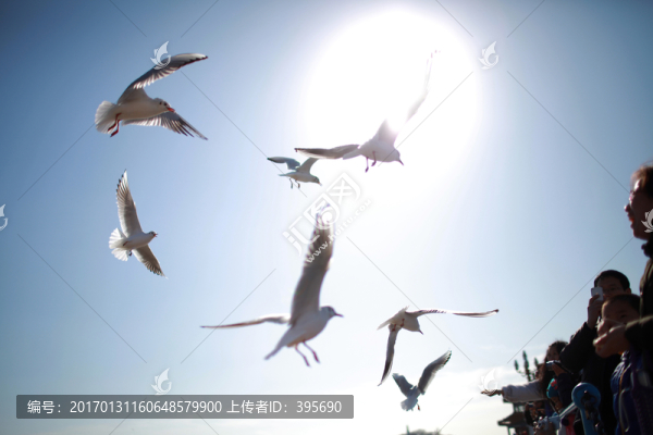 青島棧橋喂海鷗