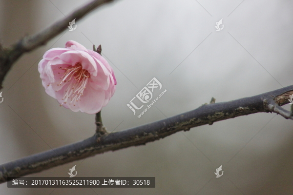 春意盎然