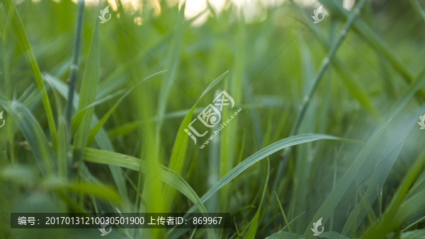 綠草