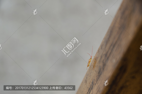 蝽蟓,昆蟲