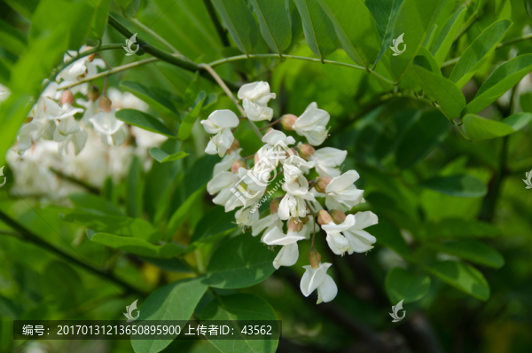 槐花,槐樹(shù),槐樹(shù)花