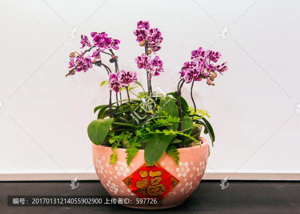 蝴蝶蘭盆栽