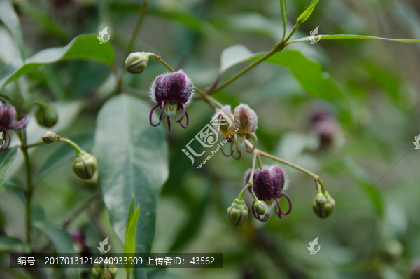 杠柳花,植物