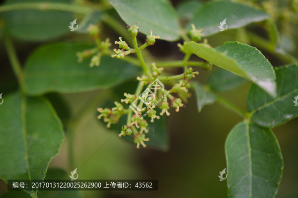 花椒,花椒果實(shí)