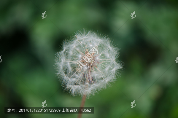蒲公英