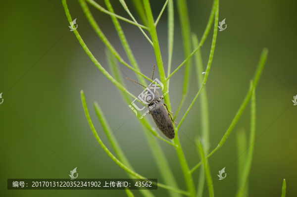叩頭蟲,磕頭蟲,昆蟲