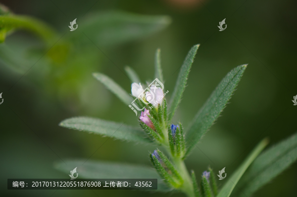 田紫草