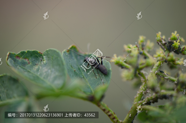 螞蟻,蚜蟲(chóng),蜜露