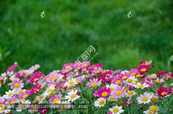 花卉,背景圖片,桌面圖片