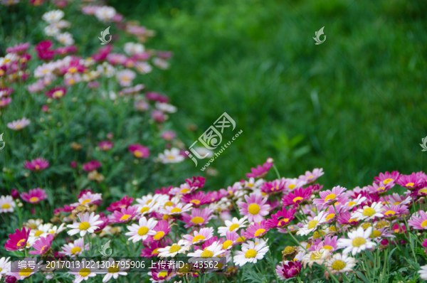 菊花,背景圖片