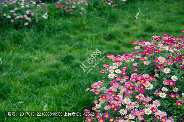 菊花,花卉,花朵