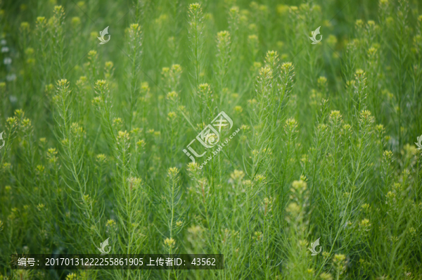 播娘蒿,雜草,野草