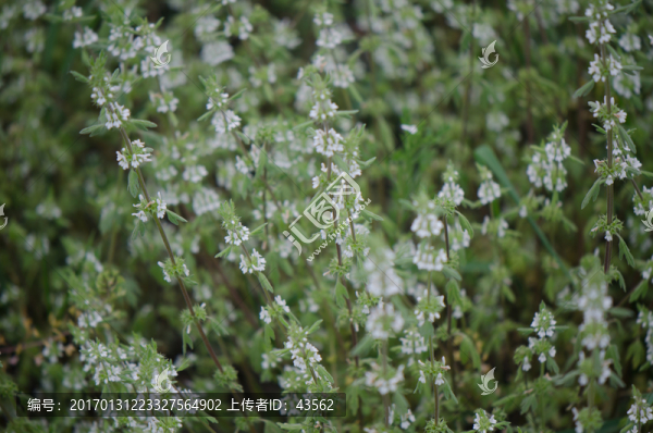 夏至草