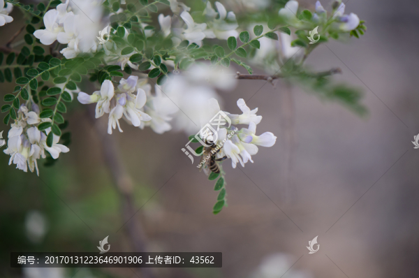 蜜蜂,槐花,槐樹,槐樹花
