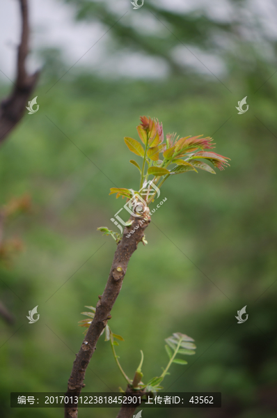 香椿,香椿樹,香椿芽
