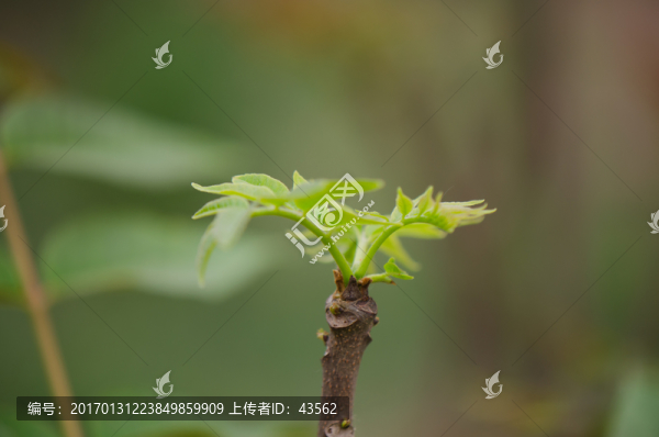 香椿,香椿樹,香椿芽