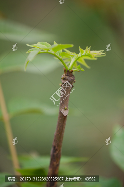 香椿,香椿樹,香椿芽