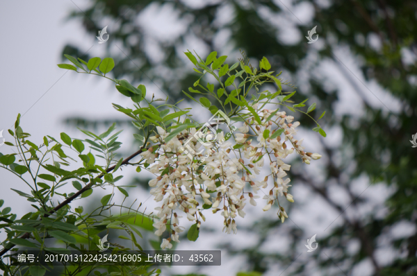 槐花,槐樹,槐樹花