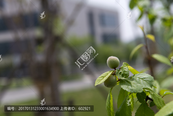 毛桃