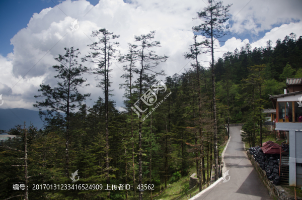玉龍雪山,云杉