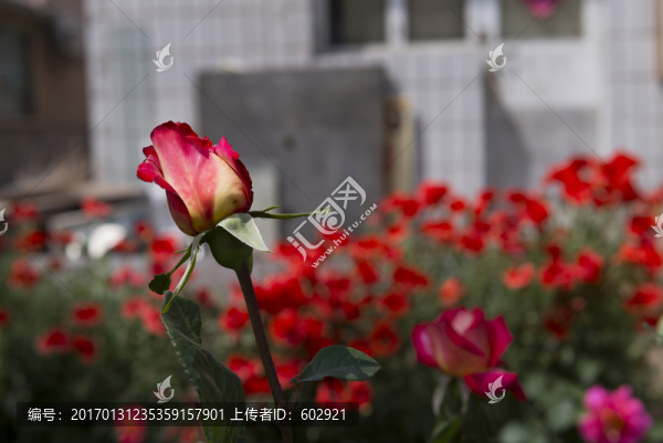 月季花蕾
