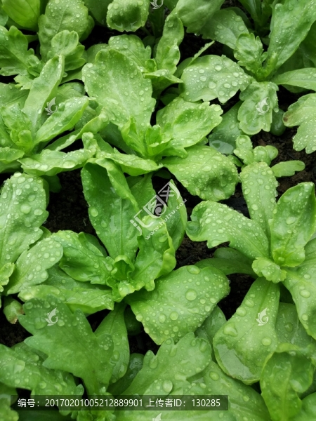蔬菜