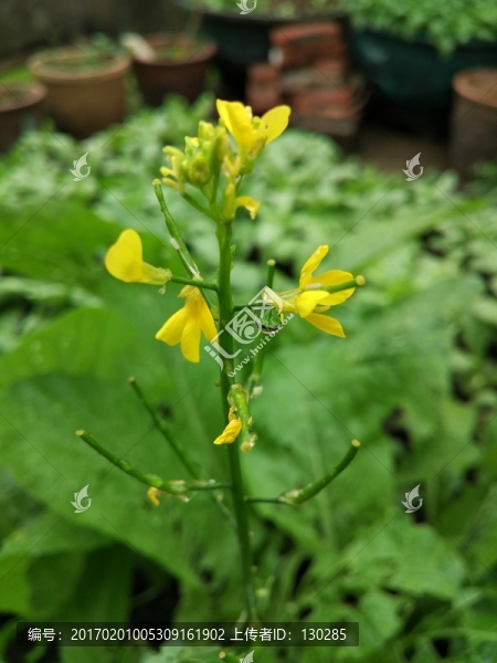 菜花