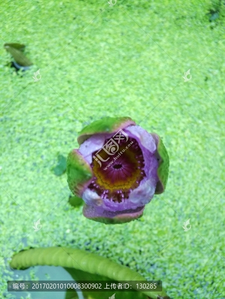 蓮花