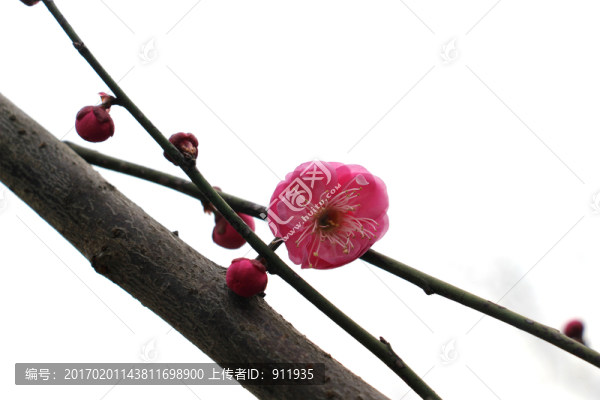 紅梅