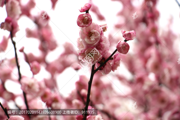 梅花