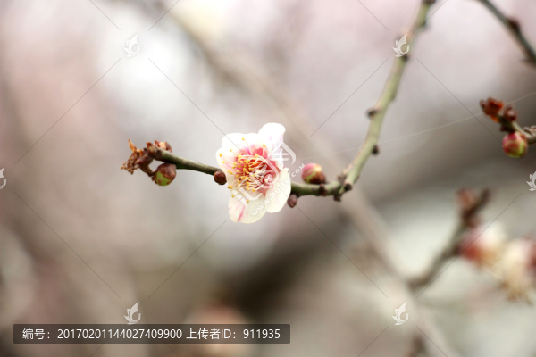 梅花