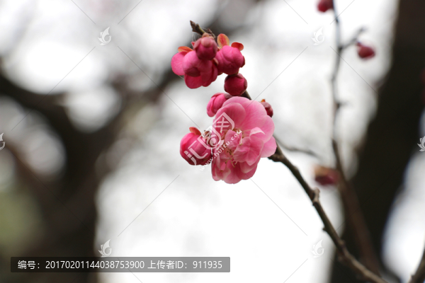 梅花