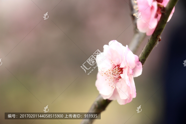 梅花花苞