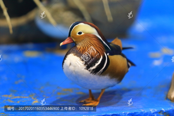鴛鴦