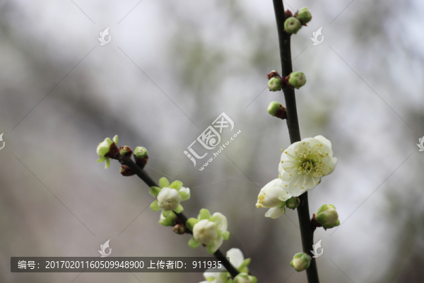 綠色花苞
