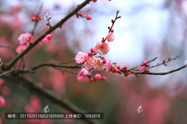 梅花