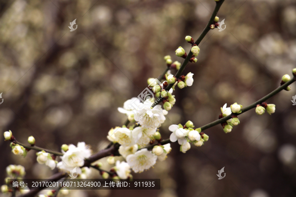 臘梅花