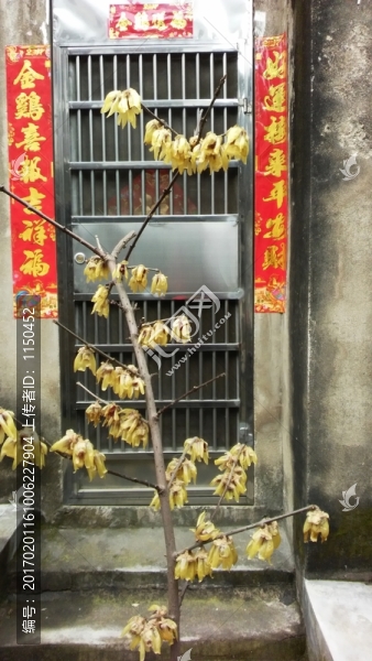 春聯(lián)梅花迎春到,,（10）