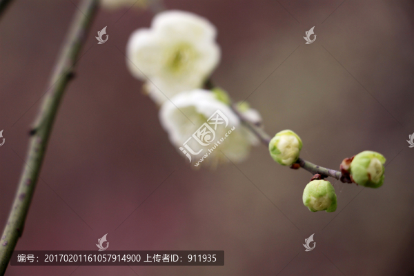 梅花
