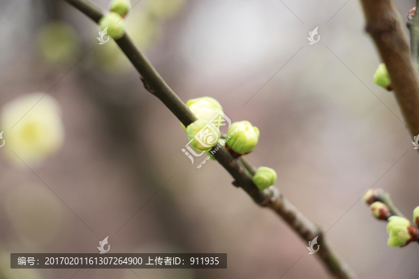 綠色花苞