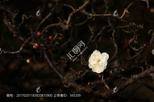 龍游梅