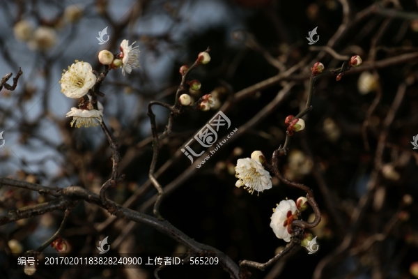 龍游梅