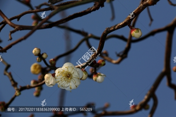 龍游梅