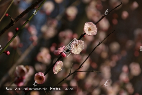 梅花