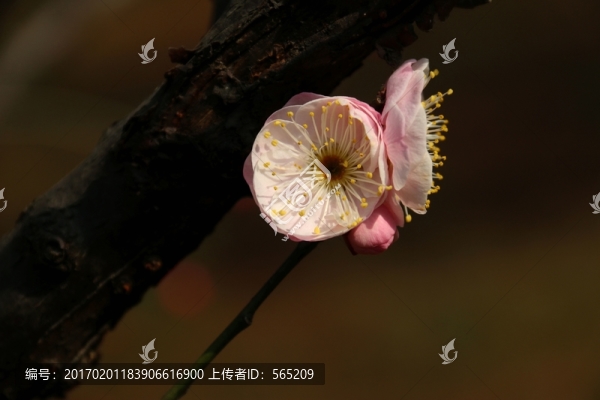 梅花