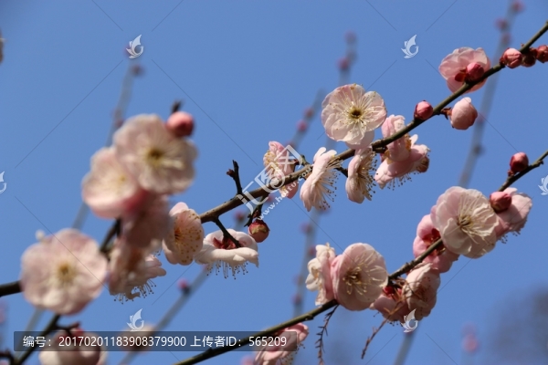 梅花